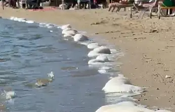 Bitez'de hafta sonu keyfine sintine engeli