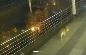 Bodrum'da kurt görüntüsü endişe yarattı