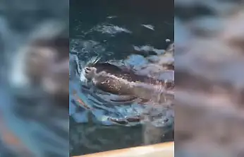 Bodrum'da nadir görüntü Akdeniz Foku limanda avlanırken görüldü