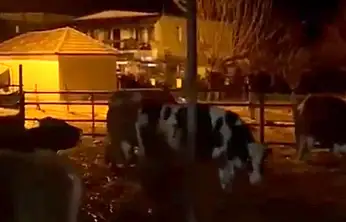 Bodrum'da sağanak yağış besi çiftliğini vurdu