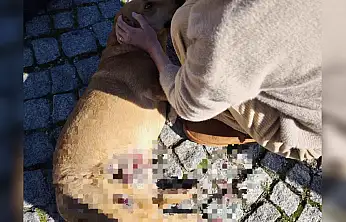 Bodrum'da sürücü yerdeki köpeği ezdi