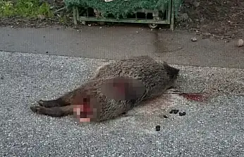 Bodrum'da yol ortasında silahla vurulmuş domuz