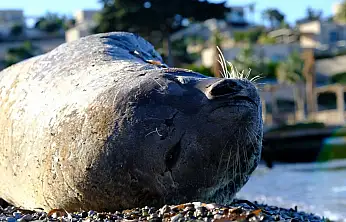 Bodrum kıyısında Akdeniz foku görüntülendi