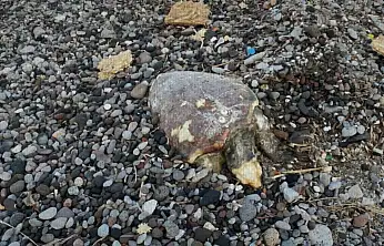 Bodrum sahillerinde bir caretta daha ölü bulundu