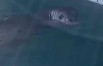 Bodrum'un maskotu gibi oldu Akdeniz foku limanda ortaya çıktı