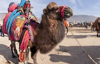 Deve güreşleri iptal edildi