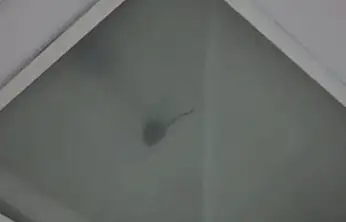 Devlet Hastanesinin ameliyathanesinde fare ve sinek alarmı