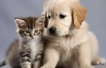 Evcil dostlara mikroçip zorunluluğu