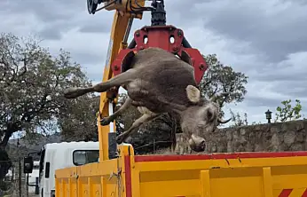 Kaçak akım can aldı  gebe inek ve yavrusu hayatını kaybetti