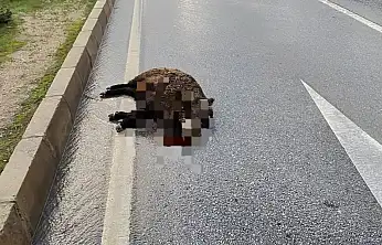 Kazada yaban domuzu telef oldu