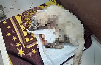 Köpeği vuran kişi gözaltına alındı