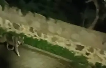 Kurt sürüsü görüntülendi