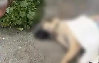 Masum canlar hayatını kaybetti