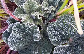 Muğla'nın sahil kesimlerine zirai don uyarısı