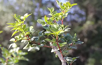 Sakız üretimine tam destek