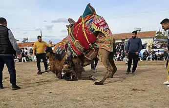 Deve güreşleri iptal edildi