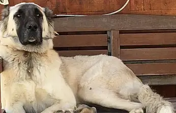 Silahla yaralanan köpek kurtarılamadı