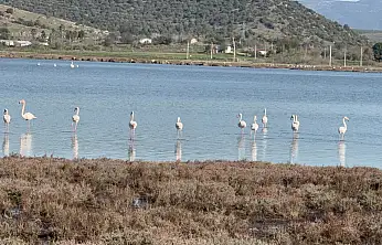 Tuzla sulak alanı flamingolarla renkleniyor