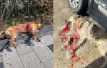 Vahşet dur durak bilmiyor