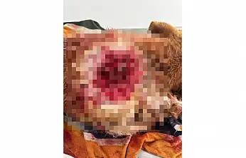 Yalıkavak'ta canilik köpek av tüfeğiyle vuruldu