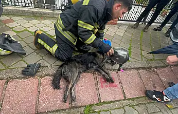 Yangında 2 köpekten biri öldü, diğeri kalp masajıyla yaşama döndürüldü