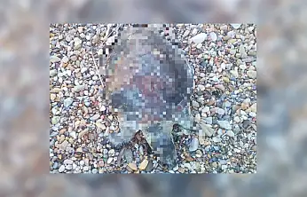 Yavru caretta caretta kıyıya vurdu