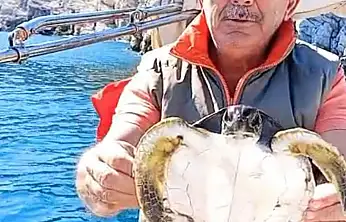 Yavru deniz kaplumbağası kurtarıldı
