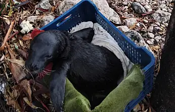 Yavru foka balıkçı şefkati