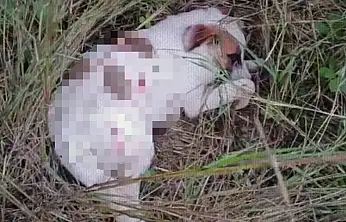 Yavru köpekler tüfekle vuruldu