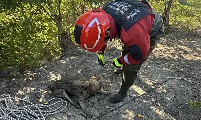 Sulama Kanalına Düşen Köpek Kurtarıldı