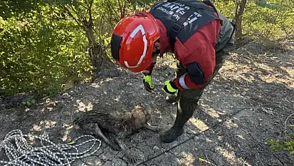 Sulama Kanalına Düşen Köpek Kurtarıldı