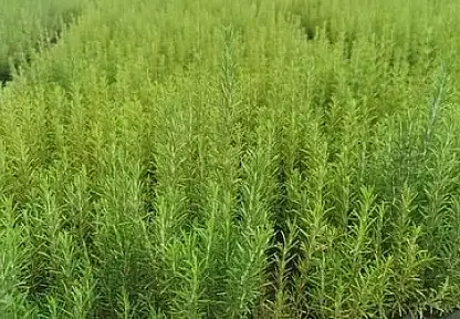 Atıl araziler biberiye üretimiyle canlanıyor