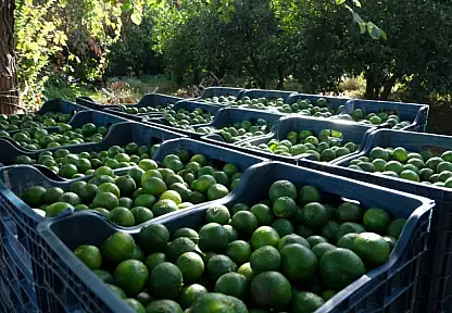 Yeşil Bodrum Mandalini'ne tek seferde 55 tonluk sipariş