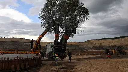 300 asırlık zeytin ağacı yeni yuvasında toprakla buluştu