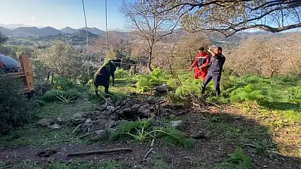 Bodrum'da kuyuya düşen buzağı kurtarıldı