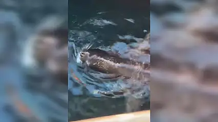 Bodrum'da nadir görüntü Akdeniz Foku limanda avlanırken görüldü