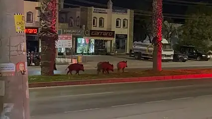 Bodrum'da Sıcaklarla Birlikte Yaban Domuzları Yerleşim Alanlarına İndi