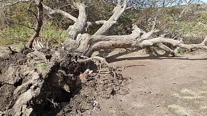Bodrum'u kuvvetli fırtına vurdu