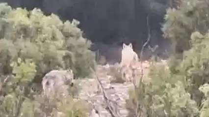 Doğada iki kurt görüntülendi