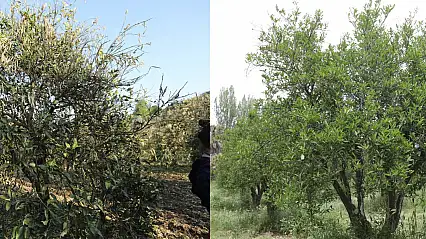 Don Felaketi Sonrası Narenciye Üreticisine Can Suyu
