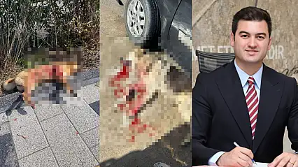 Dur durak bilmeyen vahşete Mandalinci'den tepki