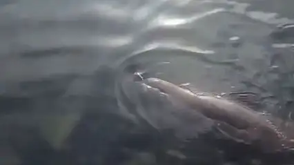 Gümüşlük'te nadir görüntü Akdeniz Foku sahile kadar geldi