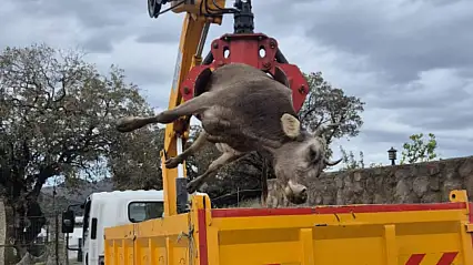 Kaçak akım can aldı  gebe inek ve yavrusu hayatını kaybetti