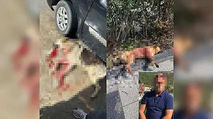 Karar değişti köpekleri vuran işletmeci cezaevinde