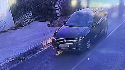 Kediyi ezip yoluna devam etti !