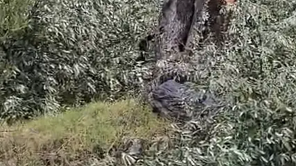 Muğla Valiliği'nden Milas'taki zeytin ağacı kesimine soruşturma