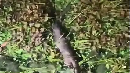 Nesli tükenme tehlikesindeki Su Samuru görüntülendi