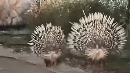 Oklu kirpiler objektife takıldı