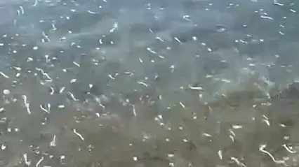 Ortakent'te deniz kirliliği tepki çekti !