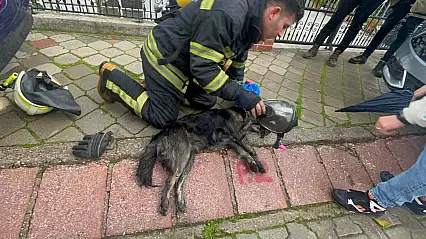 Yangında 2 köpekten biri öldü, diğeri kalp masajıyla yaşama döndürüldü
